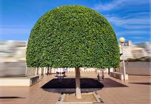 mantenimiento de jardines Castellón