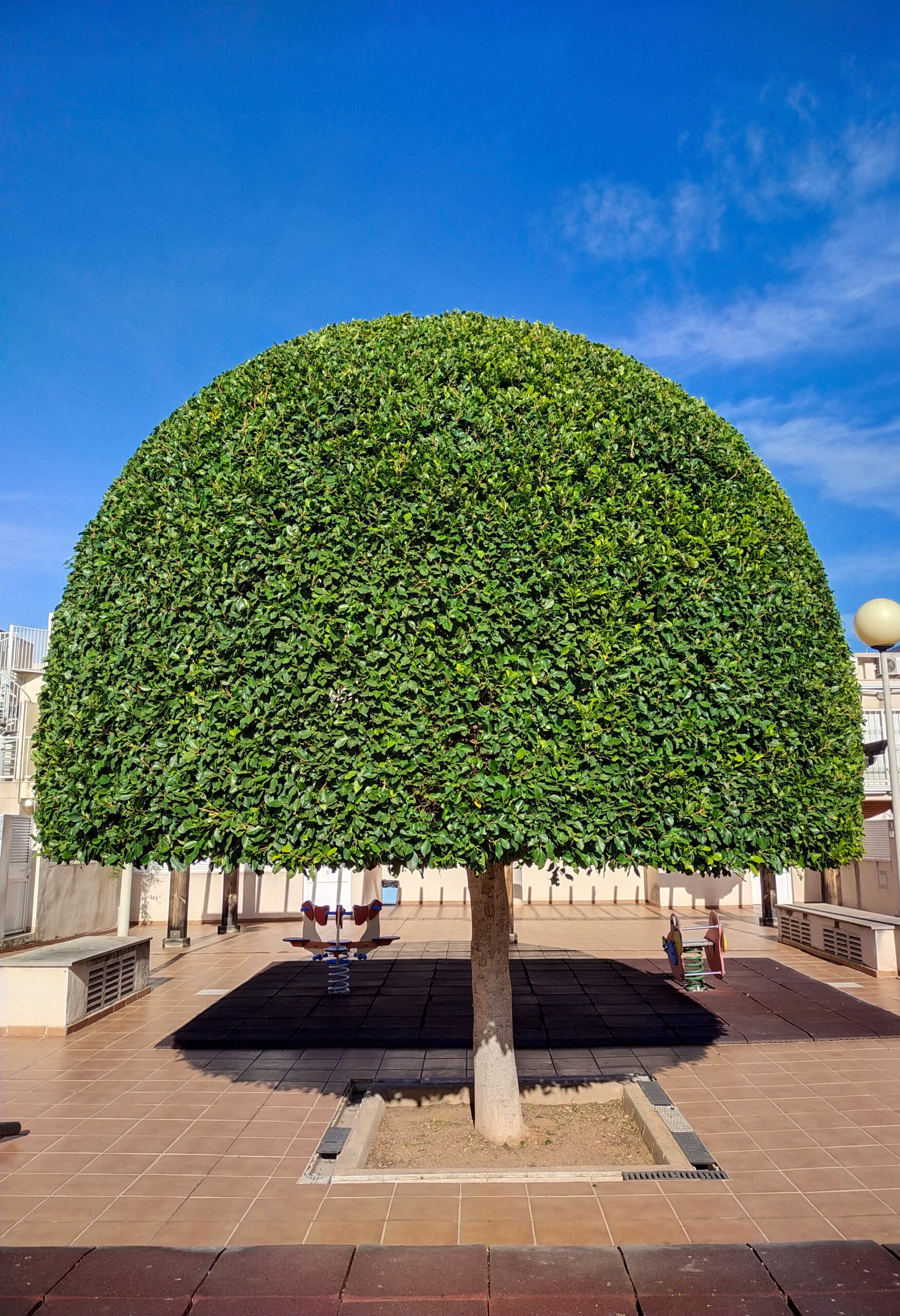poda arbol castellon