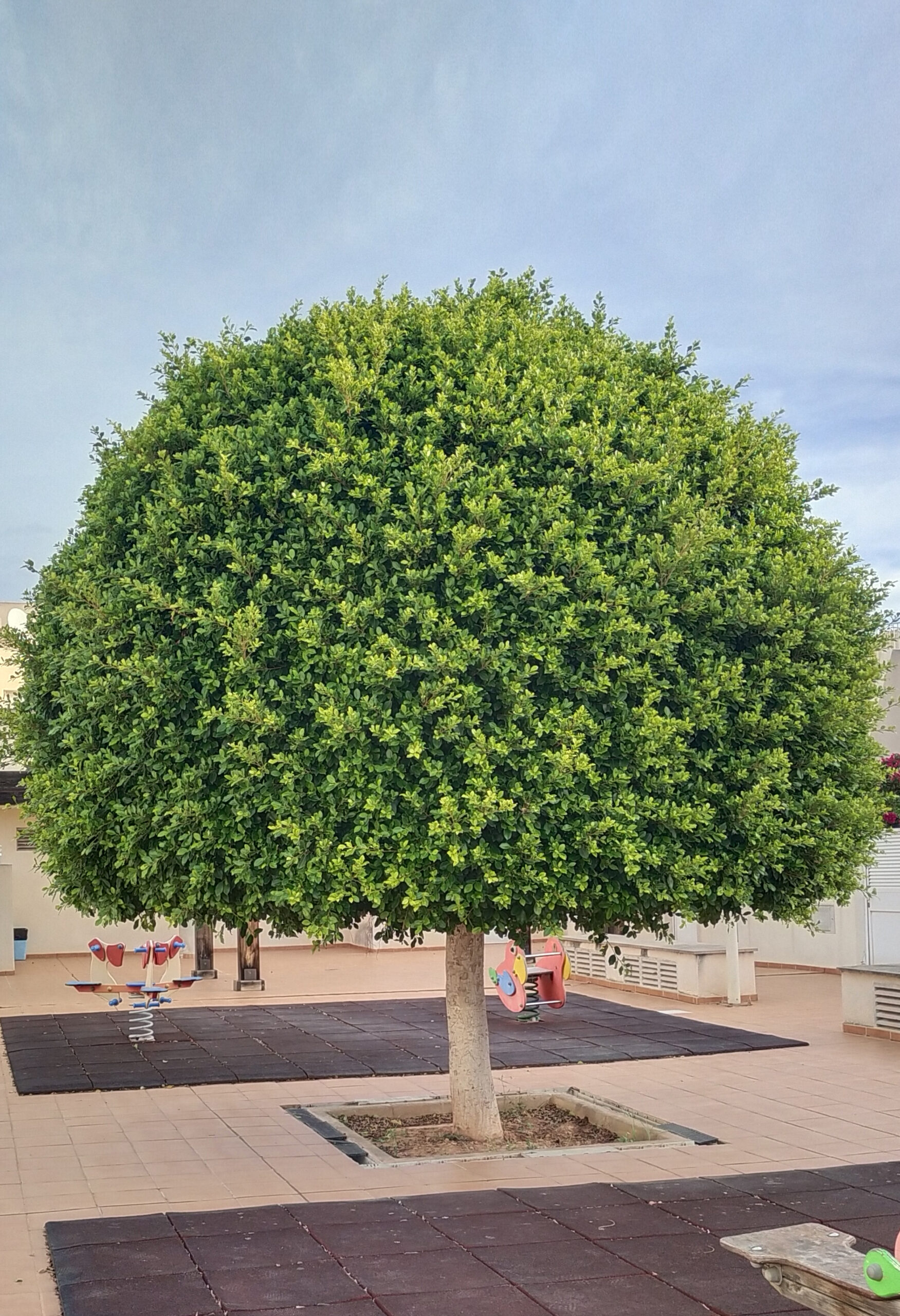 poda arbol castellon